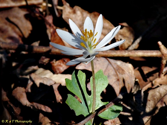 {Sanguinaria canadensis}